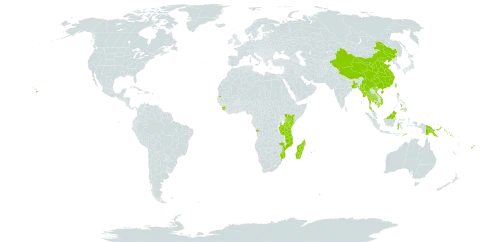 Pterocarpus dalbergioides world distribution map, present in Angola, Bangladesh, Brunei Darussalam, China, Fiji, Indonesia, India, Kenya, Cambodia, Sri Lanka, Madagascar, Maldives, Myanmar, Northern Mariana Islands, Mozambique, Mauritius, Malaysia, Philippines, Papua New Guinea, Réunion, Singapore, Solomon Islands, Sierra Leone, Seychelles, Thailand, Timor-Leste, Taiwan, Province of China, Tanzania, United Republic of, United States of America, and Viet Nam