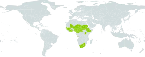 Pterocarpus lucens world distribution map, present in Angola, Central African Republic, Côte d'Ivoire, Cameroon, Ethiopia, Ghana, Guinea, Mali, Niger, Nigeria, Sudan, Senegal, Chad, Uganda, and South Africa