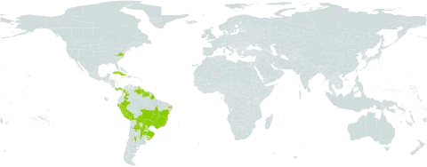 Pterocaulon alopecuroides world distribution map, present in Argentina, Antigua and Barbuda, Bolivia (Plurinational State of), Brazil, Colombia, Cuba, Guadeloupe, Guyana, Jamaica, Martinique, Panama, Peru, Puerto Rico, Paraguay, Suriname, Trinidad and Tobago, Uruguay, United States of America, and Venezuela (Bolivarian Republic of)