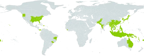 Pueraria montana world distribution map, present in Australia, Bonaire, Sint Eustatius and Saba, Brazil, Bhutan, China, Dominican Republic, Fiji, Hong Kong, Indonesia, India, Japan, Korea (Republic of), Lao People's Democratic Republic, Myanmar, Malaysia, Niue, Pakistan, Panama, Philippines, Papua New Guinea, Solomon Islands, Sierra Leone, Thailand, Tonga, Taiwan, Province of China, United States of America, Viet Nam, and Vanuatu