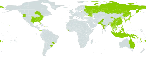 Pueraria montana var. lobata world distribution map, present in Australia, Azerbaijan, Bonaire, Sint Eustatius and Saba, Brazil, Bhutan, Canada, China, Dominican Republic, Fiji, Hong Kong, Indonesia, India, Japan, Korea (Republic of), Lao People's Democratic Republic, Myanmar, Malaysia, Niue, Pakistan, Panama, Philippines, Papua New Guinea, Russian Federation, Solomon Islands, Sierra Leone, Thailand, Tajikistan, Tonga, Taiwan, Province of China, Ukraine, United States of America, Viet Nam, and Vanuatu