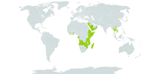 Pyrostria world distribution map, present in Angola, Comoros, Eritrea, Ethiopia, Gabon, Ghana, Guinea, Kenya, Liberia, Madagascar, Mozambique, Mauritius, Oman, Philippines, Réunion, Rwanda, Saudi Arabia, Somalia, eSwatini, Seychelles, Thailand, Tanzania, United Republic of, Uganda, Viet Nam, Yemen, Zambia, and Zimbabwe
