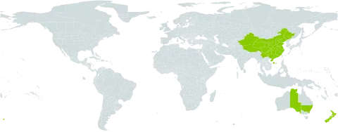 Pyrrosia world distribution map, present in Australia, China, Indonesia, New Zealand, and Pitcairn