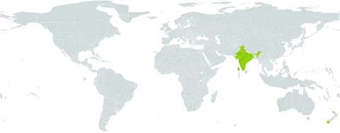 Pyrrosia serpens world distribution map, present in India and New Zealand