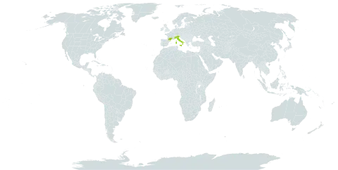 Quercus crenata world distribution map, present in France and Italy