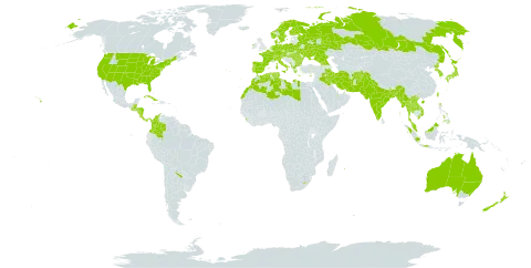 Quercus world distribution map, present in Afghanistan, Åland Islands, Albania, Argentina, Australia, Austria, Bangladesh, Bulgaria, Belarus, Belize, Switzerland, China, Colombia, Costa Rica, Cuba, Cyprus, Czech Republic, Germany, Denmark, Algeria, Spain, Finland, France, Micronesia (Federated States of), Georgia, Greece, Guatemala, Honduras, Hungary, Indonesia, India, Ireland, Iran (Islamic Republic of), Iraq, Iceland, Italy, Japan, Korea (Republic of), Lao People's Democratic Republic, Libya, Sri Lanka, Lesotho, Morocco, Myanmar, Montenegro, Malaysia, Nicaragua, Netherlands, Norway, Nepal, New Zealand, Pakistan, Panama, Philippines, Palau, Poland, Korea (Democratic People's Republic of), Portugal, Réunion, Romania, Russian Federation, Sweden, Turks and Caicos Islands, Thailand, Tunisia, Taiwan, Province of China, Ukraine, United States of America, and Viet Nam