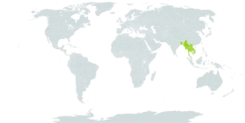 Quercus mespilifolia world distribution map, present in Bangladesh, Lao People's Democratic Republic, Myanmar, Thailand, and Viet Nam