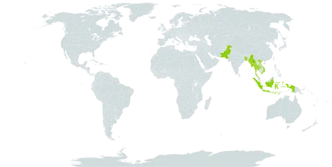 Quercus oblongata world distribution map, present in Bangladesh, Indonesia, Myanmar, Nepal, Pakistan, Thailand, and Viet Nam