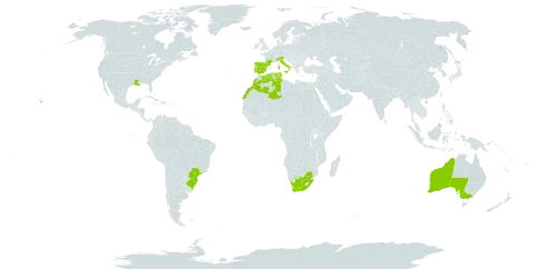 Quercus suber world distribution map, present in Australia, Brazil, Algeria, Spain, France, Italy, Morocco, Portugal, Tunisia, United States of America, and South Africa