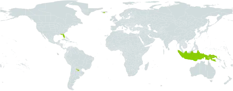 Radermachera world distribution map, present in Argentina, China, Indonesia, Iceland, Papua New Guinea, and United States of America