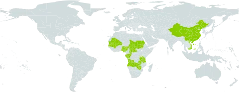 Ranalisma world distribution map, present in Angola, Central African Republic, China, Congo, Gabon, Mali, Mauritania, Nigeria, Sudan, Senegal, Chad, Tanzania, United Republic of, Viet Nam, Zambia, and Zimbabwe