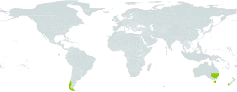 Ranunculus acaulis world distribution map, present in Argentina, Australia, Chile, Falkland Islands (Malvinas), and New Zealand