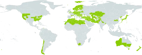 Ranunculus arvensis world distribution map, present in Afghanistan, Albania, Andorra, Armenia, Australia, Austria, Azerbaijan, Belgium, Bulgaria, Bosnia and Herzegovina, Belarus, Switzerland, Chile, China, Cyprus, Czech Republic, Germany, Denmark, Algeria, Egypt, Spain, Estonia, Finland, France, United Kingdom of Great Britain and Northern Ireland, Georgia, Greece, Croatia, Hungary, India, Iran (Islamic Republic of), Iraq, Israel, Italy, Japan, Kazakhstan, Kyrgyzstan, Lebanon, Libya, Liechtenstein, Luxembourg, Morocco, North Macedonia, Malta, Montenegro, Netherlands, Norway, New Zealand, Pakistan, Poland, Korea (Democratic People's Republic of), Portugal, Romania, Serbia, Slovakia, Slovenia, Sweden, Syrian Arab Republic, Tajikistan, Turkmenistan, Tunisia, Turkey, Ukraine, United States of America, and South Africa