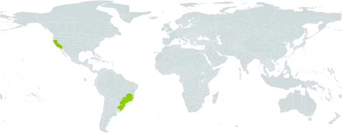 Ranunculus bonariensis world distribution map, present in Brazil and United States of America