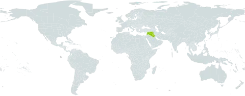Ranunculus damascenus world distribution map, present in Iraq, Lebanon, and Syrian Arab Republic
