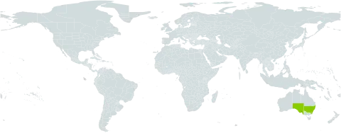 Ranunculus dissectifolius world distribution map, present in Australia