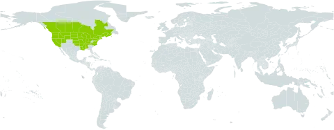 Ranunculus flabellaris world distribution map, present in Canada and United States of America
