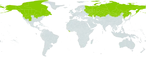 Ranunculus gmelinii world distribution map, present in Canada, China, Kazakhstan, Liberia, Mongolia, Korea (Democratic People's Republic of), Russian Federation, and United States of America