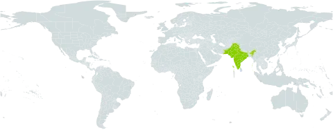 Ranunculus jacquemontii world distribution map, present in India and Pakistan