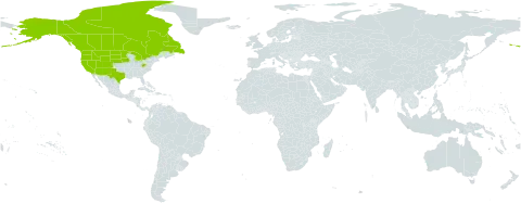 Ranunculus macounii world distribution map, present in Canada and United States of America