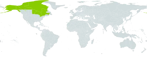 Ranunculus pallasii world distribution map, present in Canada and United States of America