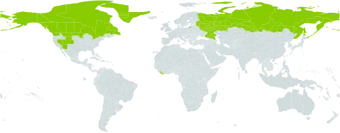 Ranunculus pedatifidus subsp. affinis world distribution map, present in Canada, Greenland, Liberia, Russian Federation, and United States of America