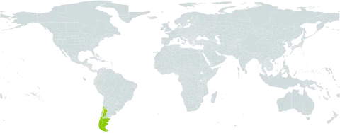Ranunculus peduncularis world distribution map, present in Argentina, Chile, and Uruguay