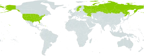 Ranunculus pullus world distribution map, present in Russian Federation, Sweden, and United States of America