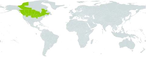Ranunculus rhomboideus world distribution map, present in Canada and United States of America