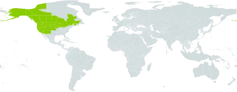 Ranunculus sceleratus var. multifidus world distribution map, present in Canada and United States of America