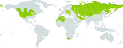 Ranunculus testiculatus world distribution map, present in Afghanistan, Armenia, Austria, Azerbaijan, Bulgaria, Canada, China, Czech Republic, Algeria, Georgia, Croatia, Hungary, Iran (Islamic Republic of), Kazakhstan, Kyrgyzstan, Liberia, Morocco, Mongolia, Pakistan, Poland, Romania, Russian Federation, Serbia, Slovakia, Tajikistan, Turkmenistan, Ukraine, United States of America, Uzbekistan, and South Africa
