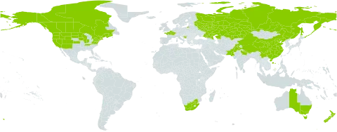 Ranunculus trichophyllus world distribution map, present in American Samoa, Australia, Bosnia and Herzegovina, Canada, China, France, India, Kazakhstan, Nepal, New Zealand, Pakistan, Russian Federation, United States of America, and South Africa