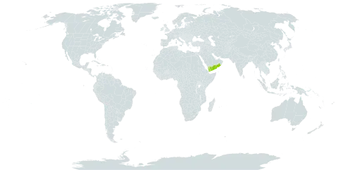 Raphionacme arabica world distribution map, present in Oman and Yemen