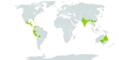 Rauvolfia tetraphylla world distribution map, present in Australia, Bangladesh, Belize, Bolivia (Plurinational State of), Barbados, China, Colombia, Costa Rica, Ecuador, Guatemala, French Guiana, Honduras, India, Jamaica, Mexico, Nicaragua, Nepal, Panama, Peru, El Salvador, Trinidad and Tobago, United States of America, Venezuela (Bolivarian Republic of), and Viet Nam