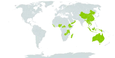 Remusatia world distribution map, present in Australia, Bangladesh, Central African Republic, China, Ethiopia, Guinea, Guinea-Bissau, Indonesia, Lao People's Democratic Republic, Liberia, Madagascar, Myanmar, Nigeria, Nepal, Oman, Sierra Leone, Thailand, Taiwan, Province of China, Tanzania, United Republic of, Viet Nam, Yemen, and Zambia