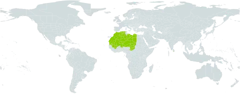 Reseda villosa world distribution map, present in Algeria, Libya, Sri Lanka, Morocco, Mali, Mauritania, Niger, and Chad