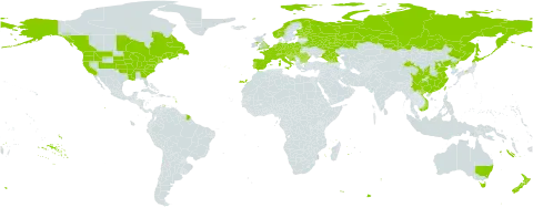 Reynoutria japonica world distribution map, present in Australia, Austria, Belgium, Bulgaria, Bosnia and Herzegovina, Belarus, Canada, Switzerland, China, Czech Republic, Germany, Spain, Estonia, Finland, France, United Kingdom of Great Britain and Northern Ireland, Georgia, Croatia, Hungary, Italy, Japan, Liechtenstein, Luxembourg, Montenegro, Netherlands, Norway, New Zealand, Poland, Korea (Democratic People's Republic of), Portugal, Romania, Russian Federation, Slovakia, Slovenia, Taiwan, Province of China, United States of America, and Viet Nam