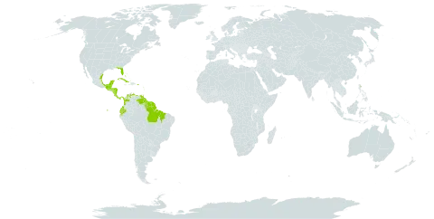 Rhabdadenia biflora world distribution map, present in Antigua and Barbuda, Bahamas, Belize, Brazil, Colombia, Costa Rica, Cuba, Cayman Islands, Ecuador, Guadeloupe, Grenada, Guatemala, French Guiana, Guyana, Honduras, Jamaica, Saint Lucia, Mexico, Martinique, Nicaragua, Panama, Puerto Rico, Suriname, Trinidad and Tobago, United States of America, and Venezuela (Bolivarian Republic of)