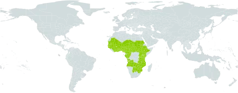 Rhamphicarpa fistulosa world distribution map, present in Angola, Benin, Burkina Faso, Botswana, Central African Republic, Côte d'Ivoire, Cameroon, Congo, Ethiopia, Gabon, Ghana, Guinea, Gambia, Guinea-Bissau, Kenya, Mali, Mozambique, Mauritania, Malawi, Niger, Nigeria, Sudan, Senegal, South Sudan, eSwatini, Chad, Togo, Tanzania, United Republic of, Uganda, South Africa, Zambia, and Zimbabwe