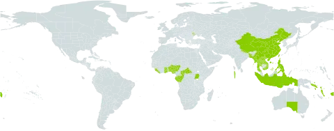 Rhaphidophora world distribution map, present in Andorra, Australia, Benin, Bangladesh, Central African Republic, China, Congo, Fiji, Gabon, Ghana, Indonesia, Lao People's Democratic Republic, Liberia, Moldova (Republic of), Maldives, Myanmar, Nigeria, Nepal, Philippines, Solomon Islands, Sierra Leone, Thailand, Taiwan, Province of China, Uganda, Viet Nam, Vanuatu, and Samoa