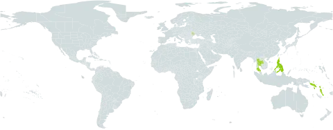 Rhaphidophora korthalsii world distribution map, present in Moldova (Republic of), Philippines, Solomon Islands, Thailand, and Vanuatu