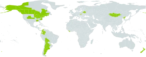 Rheum rhabarbarum world distribution map, present in Argentina, Belarus, Bolivia (Plurinational State of), Canada, China, Colombia, Guam, Liberia, Mongolia, New Zealand, Korea (Democratic People's Republic of), Slovakia, and United States of America