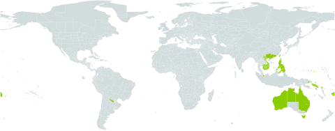 Rhizophora stylosa world distribution map, present in Argentina, Australia, China, Fiji, Micronesia (Federated States of), Guam, Indonesia, India, Iceland, Cambodia, Malaysia, Philippines, Palau, Papua New Guinea, Singapore, Solomon Islands, Tuvalu, Taiwan, Province of China, United States of America, and Viet Nam