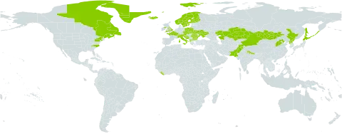 Rhodiola rosea world distribution map, present in Albania, Andorra, Austria, Bulgaria, Bosnia and Herzegovina, Canada, Switzerland, China, Czech Republic, Finland, France, United Kingdom of Great Britain and Northern Ireland, Greenland, Croatia, India, Iceland, Italy, Japan, Kazakhstan, Liberia, Liechtenstein, North Macedonia, Mongolia, Norway, Nepal, Pakistan, Poland, Korea (Democratic People's Republic of), Romania, Russian Federation, Saint Pierre and Miquelon, Slovakia, Slovenia, Sweden, Ukraine, and United States of America