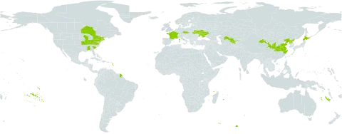 Rhodotypos scandens world distribution map, present in Canada, China, Czech Republic, France, Japan, Korea (Democratic People's Republic of), Ukraine, United States of America, and Uzbekistan