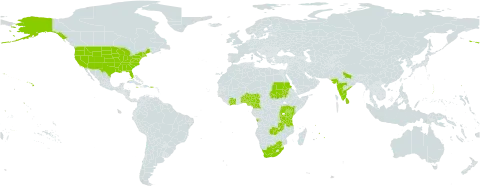 Rhynchosia hirta world distribution map, present in Angola, Burundi, Benin, Côte d'Ivoire, Cameroon, French Guiana, India, Jamaica, Kenya, Sri Lanka, Mauritius, Nigeria, Réunion, Rwanda, Sudan, Togo, Tanzania, United Republic of, Uganda, United States of America, South Africa, and Zambia