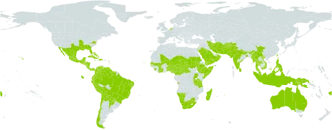 Rhynchosia minima world distribution map, present in Afghanistan, Angola, Anguilla, Argentina, American Samoa, Antigua and Barbuda, Australia, Burundi, Benin, Bahamas, Belize, Bolivia (Plurinational State of), Brazil, Barbados, Bhutan, Central African Republic, Chile, China, Côte d'Ivoire, Cameroon, Colombia, Cabo Verde, Costa Rica, Cuba, Cayman Islands, Dominica, Dominican Republic, Ecuador, Ethiopia, Fiji, Guernsey, Ghana, Guadeloupe, Grenada, Guatemala, French Guiana, Guyana, Honduras, Haiti, Indonesia, India, Iran (Islamic Republic of), Israel, Jamaica, Kenya, Saint Kitts and Nevis, Saint Lucia, Sri Lanka, Madagascar, Mexico, Mali, Myanmar, Montserrat, Martinique, Mauritius, Malaysia, Namibia, Niger, Nigeria, Nicaragua, Niue, Netherlands, Nepal, Oman, Pakistan, Panama, Peru, Philippines, Papua New Guinea, Puerto Rico, Paraguay, Qatar, Rwanda, Saudi Arabia, Sudan, Senegal, Singapore, Sierra Leone, El Salvador, Somalia, Suriname, Chad, Togo, Thailand, Timor-Leste, Trinidad and Tobago, Taiwan, Province of China, Tanzania, United Republic of, Uganda, United States of America, Venezuela (Bolivarian Republic of), Viet Nam, Yemen, and South Africa
