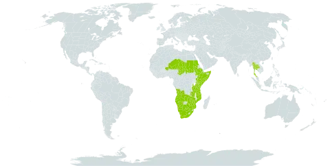 Rhynchosia totta world distribution map, present in Angola, Botswana, Ethiopia, Kenya, Mozambique, Namibia, Niger, Sudan, Somalia, Chad, Thailand, Tanzania, United Republic of, Uganda, South Africa, Zambia, and Zimbabwe