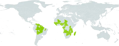 Rhynchospora candida world distribution map, present in Angola, Benin, Burkina Faso, Bolivia (Plurinational State of), Brazil, Botswana, Central African Republic, Congo, Gabon, Guinea, Guinea-Bissau, Guyana, Liberia, Madagascar, Mali, Mozambique, Nigeria, Senegal, Sierra Leone, Suriname, Chad, Tanzania, United Republic of, Uganda, Venezuela (Bolivarian Republic of), Zambia, and Zimbabwe
