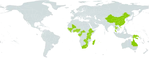 Rhynchospora gracillima world distribution map, present in Andorra, Australia, Benin, Central African Republic, China, Congo, Ethiopia, Gabon, Ghana, Guinea, Indonesia, Kenya, Liberia, Madagascar, Mali, Mauritius, Nigeria, Papua New Guinea, Senegal, eSwatini, Togo, Thailand, Tanzania, United Republic of, Uganda, United States of America, South Africa, Zambia, and Zimbabwe